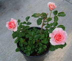 Baby Pink Rose Plant.