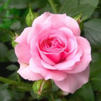 Baby Pink Rose Plant.