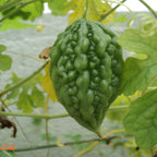 Bitter Gourd - Small Seed Balls.