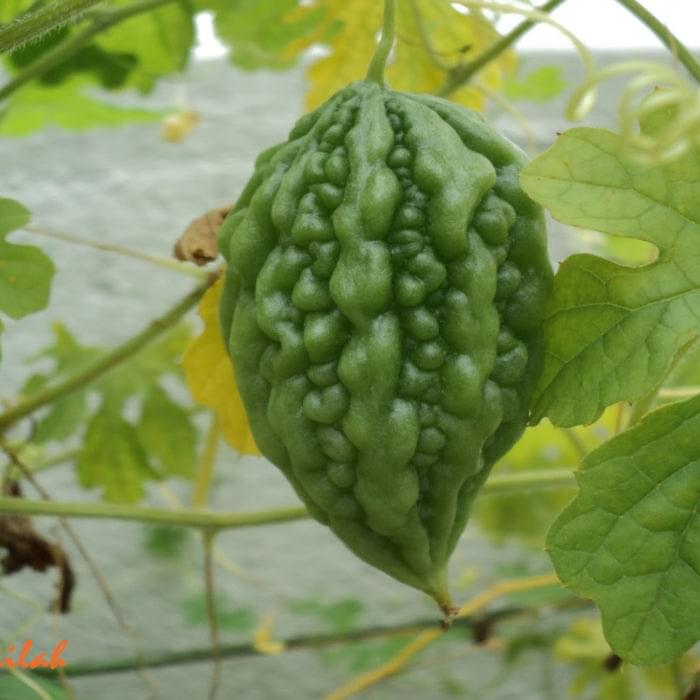 Bitter Gourd - Small Seed Balls.