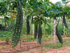 Bitter Gourd - Long Seed Balls.