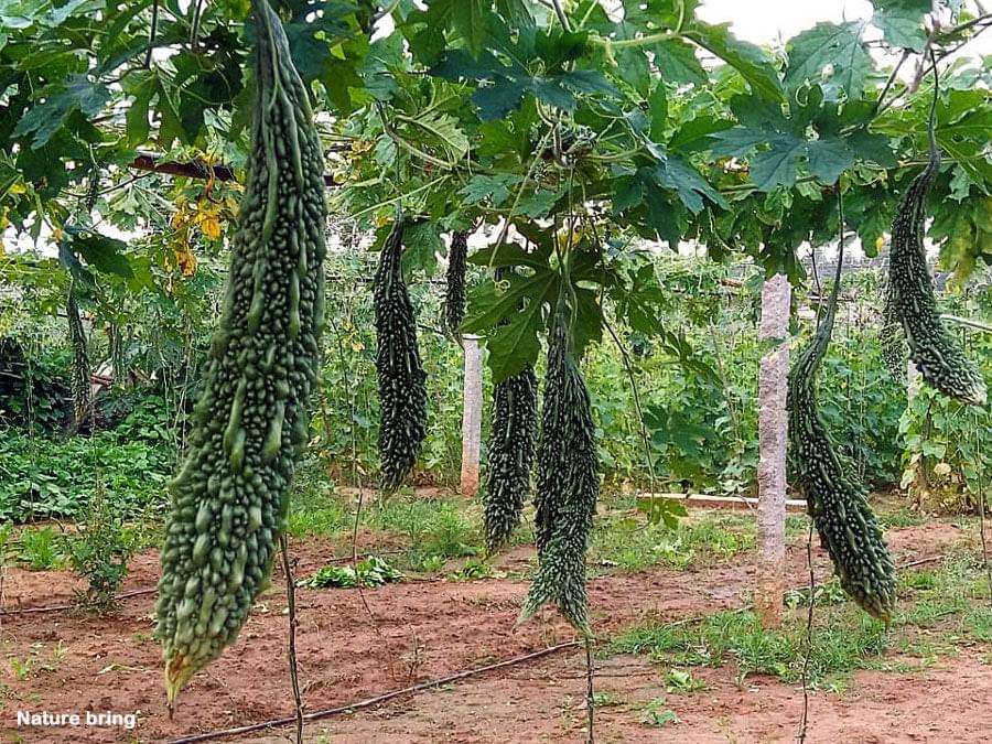 Bitter Gourd - Long Seed Balls.