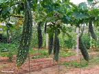 Bitter Gourd - Long Seed Balls.