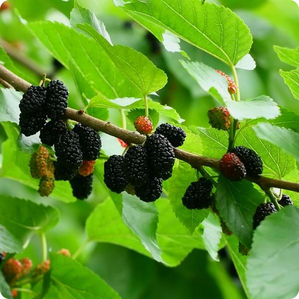 Grafted Mulberry Fruit Plant.