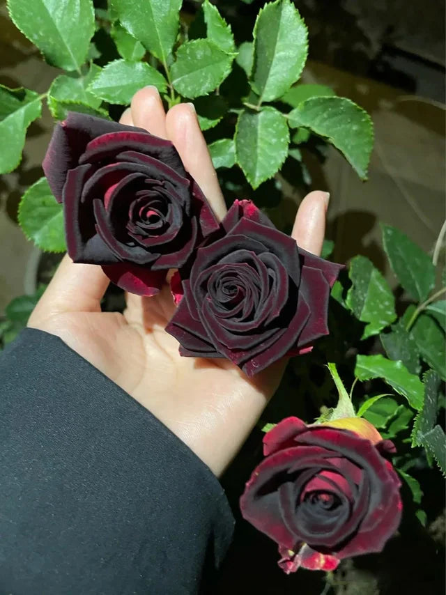 Black Rose Plant