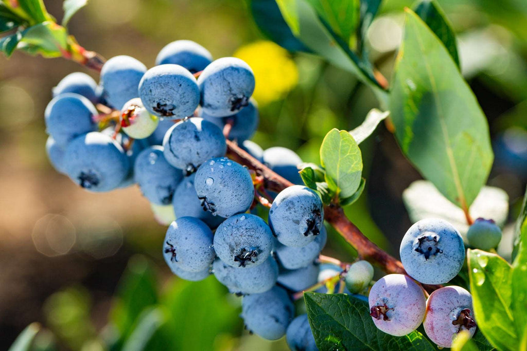 Grafted Blueberry Fruit Plant.