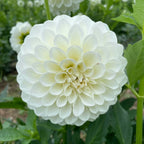 Dahlia Plant - Dahlia pinnata