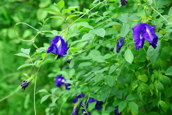 Butterfly Pea Plant - Asian pigeon wings - Clitoria ternatea.