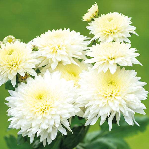 Shevanti, Chrysanthemum Double Color Plant.
