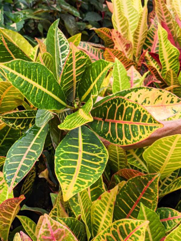Croton Plant - Petra.