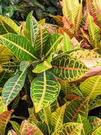 Croton Plant - Petra.