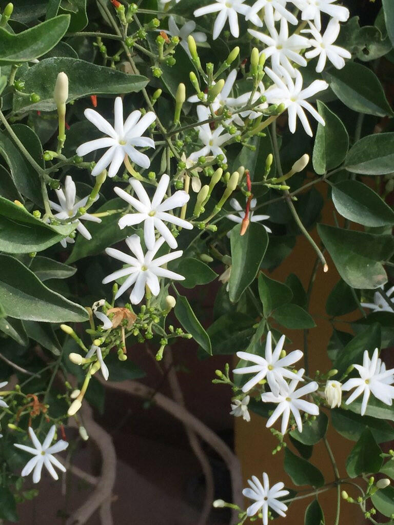 Winter Jasmine - Nithya Malli Plant.