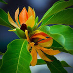 Grafted Champak Flower Plant.