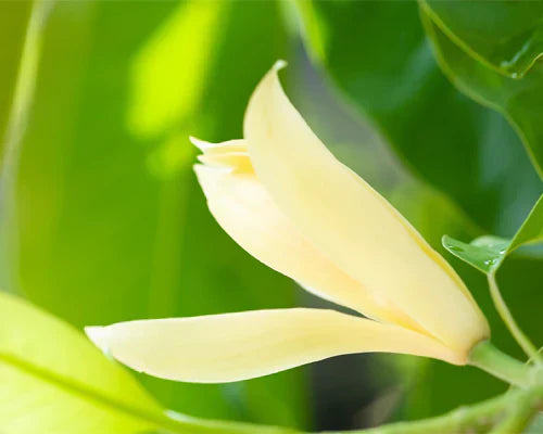 Grafted White Champak Flower Plant - Magnolia × alba