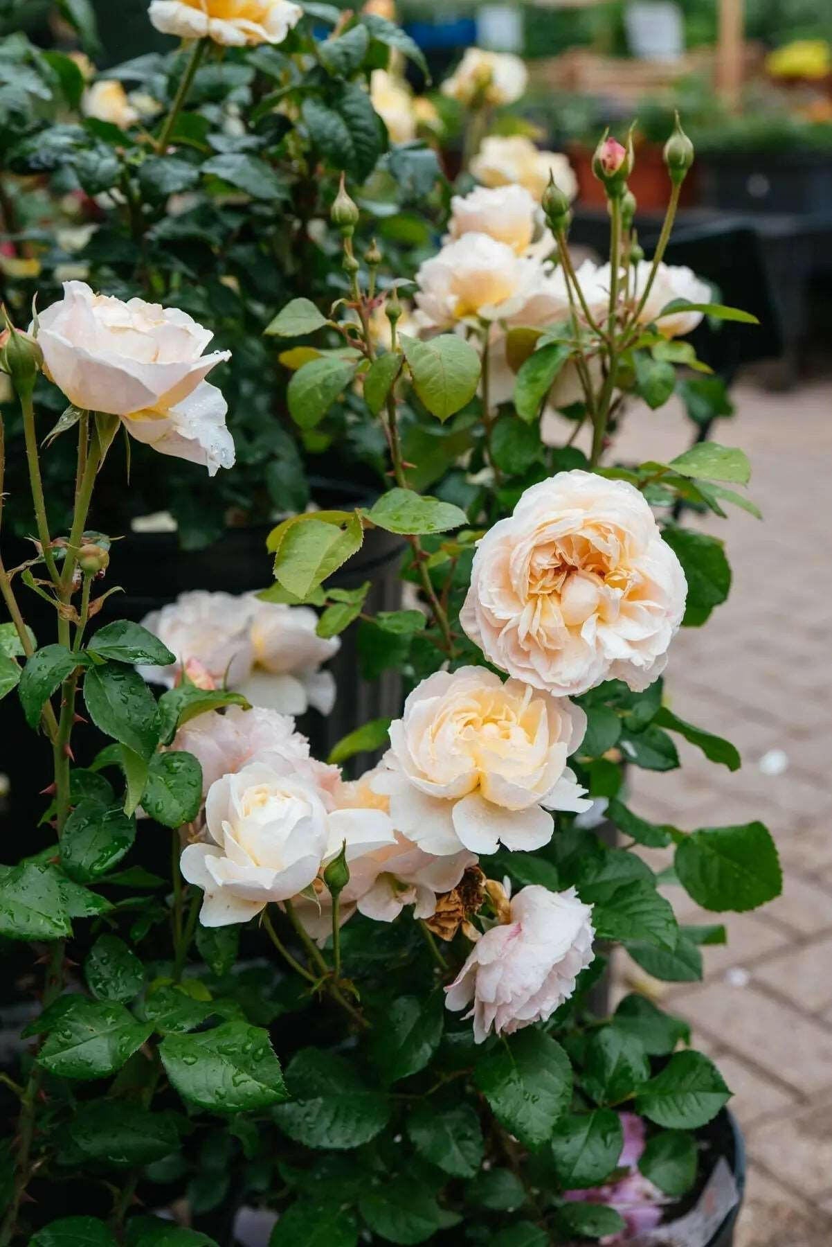 Climbing White Rose Plant.