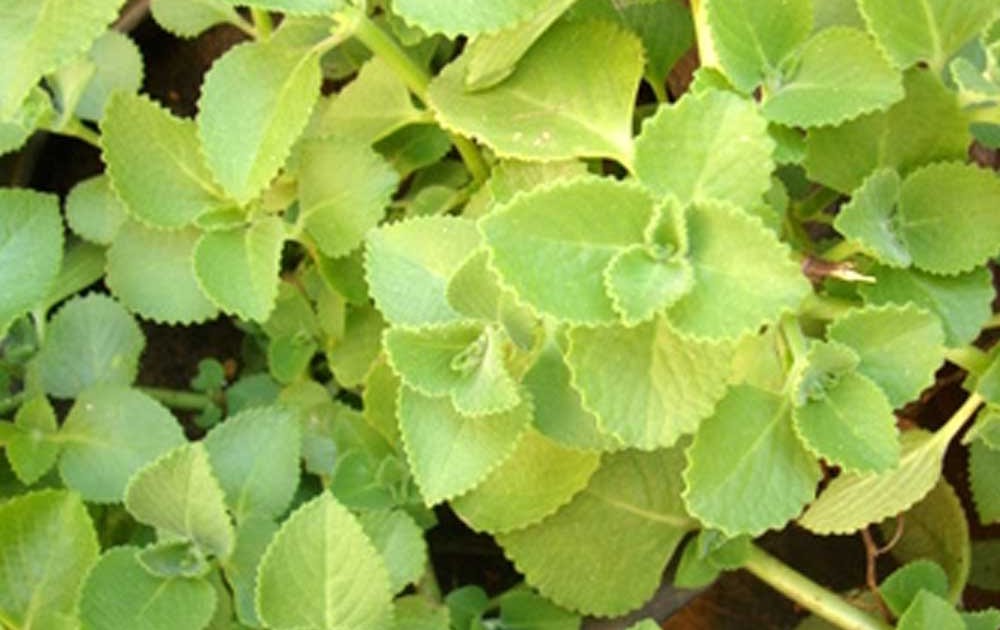 Karpooravalli - Coleus amboinicus Plant.