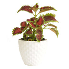Coleus Green Pink Plant.