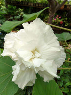 Colour Changing Rose All Time Flowering Live Plant - Hibiscus mutabilis