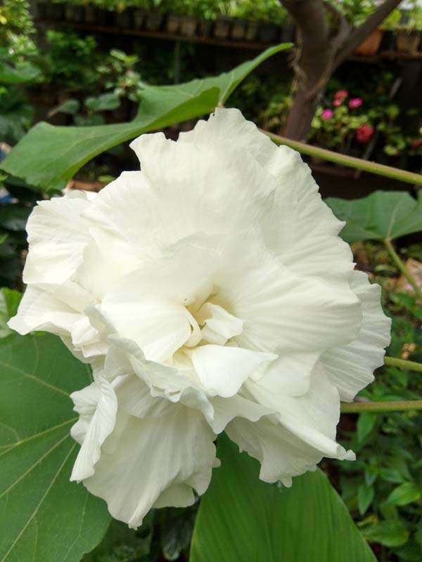 Colour Changing Rose All Time Flowering Live Plant - Hibiscus mutabilis