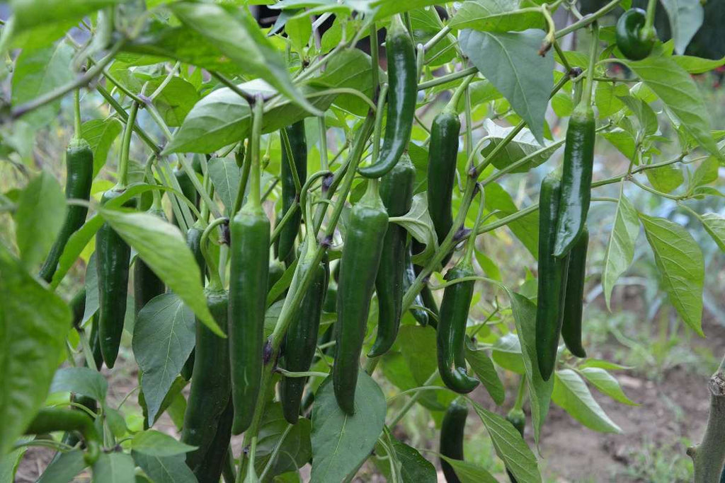 Green Chilli Plant.