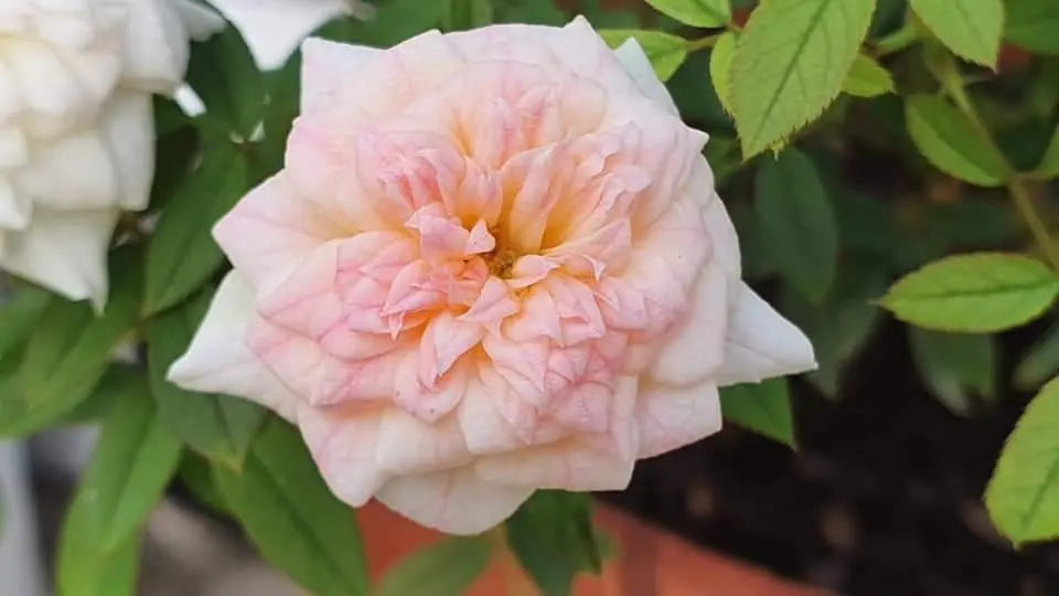 Creamish Sandal Rose Plant.