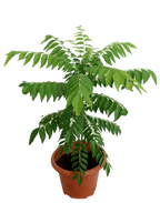 Curry Leaf - Kadi Patta Plant.