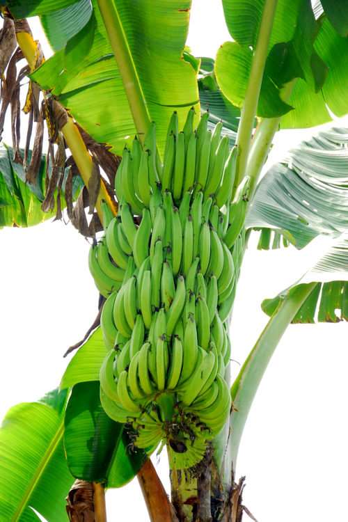 Grafted Nendran Banana Plant.