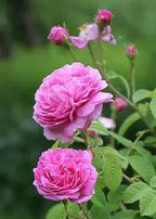 Damascus Rose - Scented Rose - Baby Pink Paneer Rose Plant.