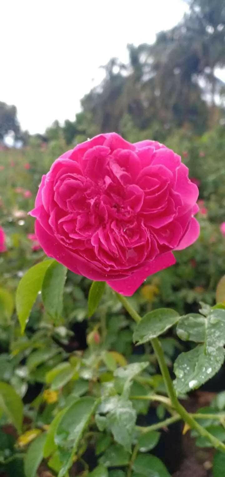 Damascus Rose - Scented Rose - Dark Pink Paneer Rose Plant.