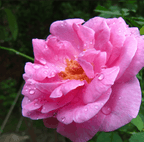 Damascus Rose - Scented Rose - Baby Pink Paneer Rose Plant.