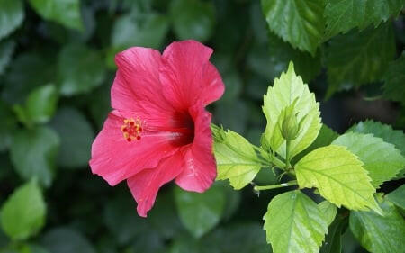 Dark Pink Hibiscus Plant - Gudhal Plant.