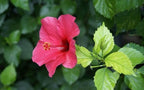 Dark Pink Hibiscus Plant - Gudhal Plant.