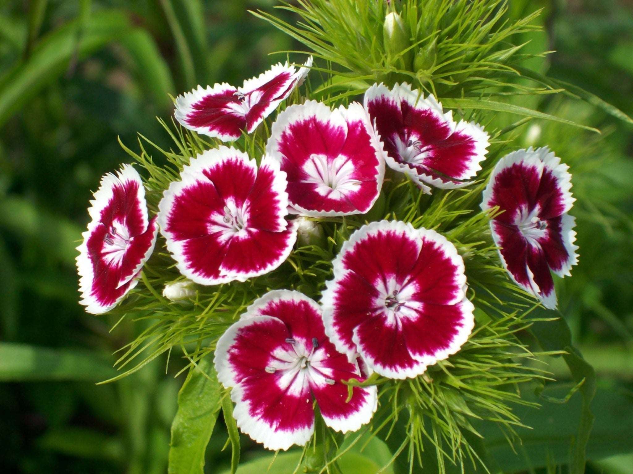 Dianthus Plant.