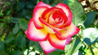 Double Color Rose Flower Seed Balls - Just Throw & Grow