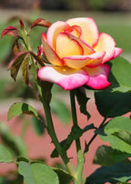 Double Color Rose Plant.