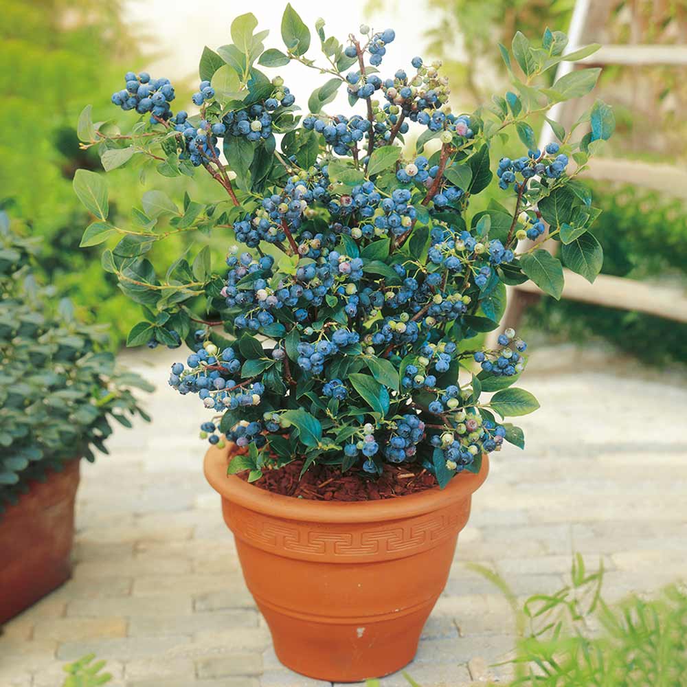 Grafted Blueberry Fruit Plant.