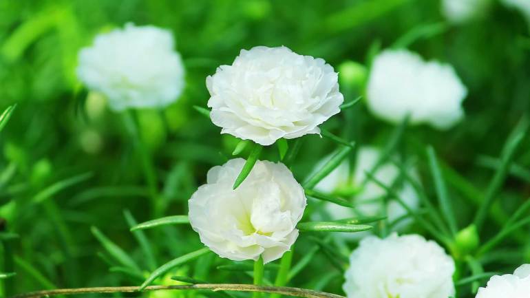 Table Rose White Plant.