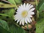 White Gerbera Plant.