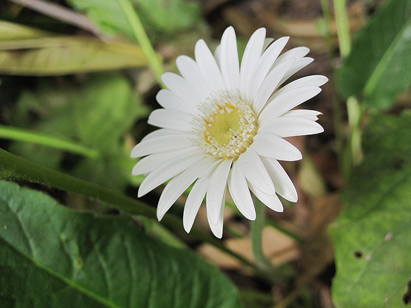 White Gerbera Plant.