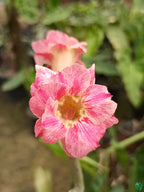 Adenium Plant.