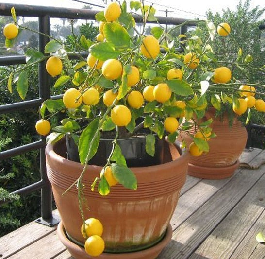 Grafted Juice Lemon Fruit Plant.