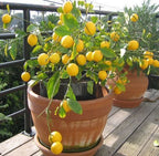 Grafted Juice Lemon Fruit Plant.