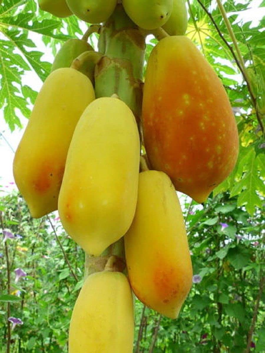 Golden Papaya Fruit Seed Balls - Just Throw & Grow