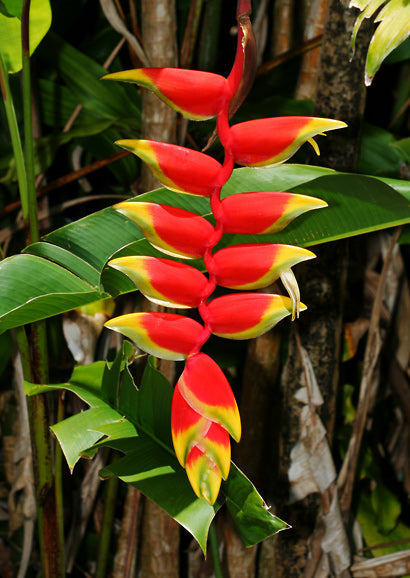 Heliconia Plant.