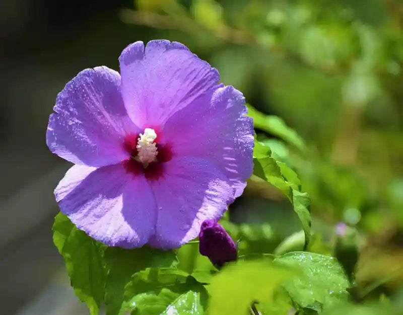 Violet Hibiscus Plant