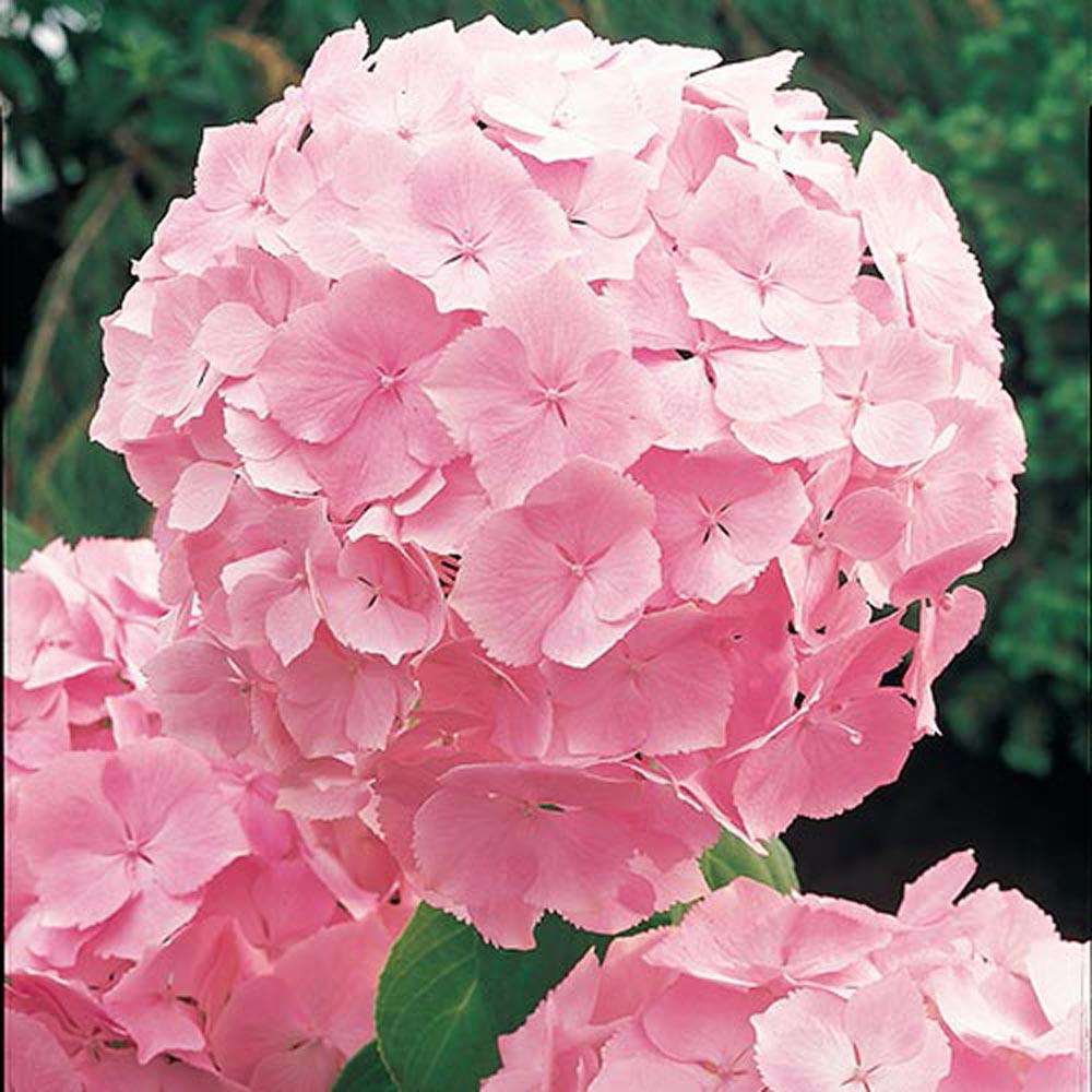 Hydrangea Plant.