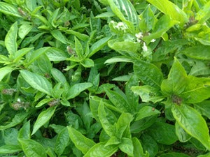 Sweet Basil Plant - Sabja Plant.