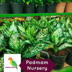 Aglaonema Green (Chinese Evergreen) Plant.