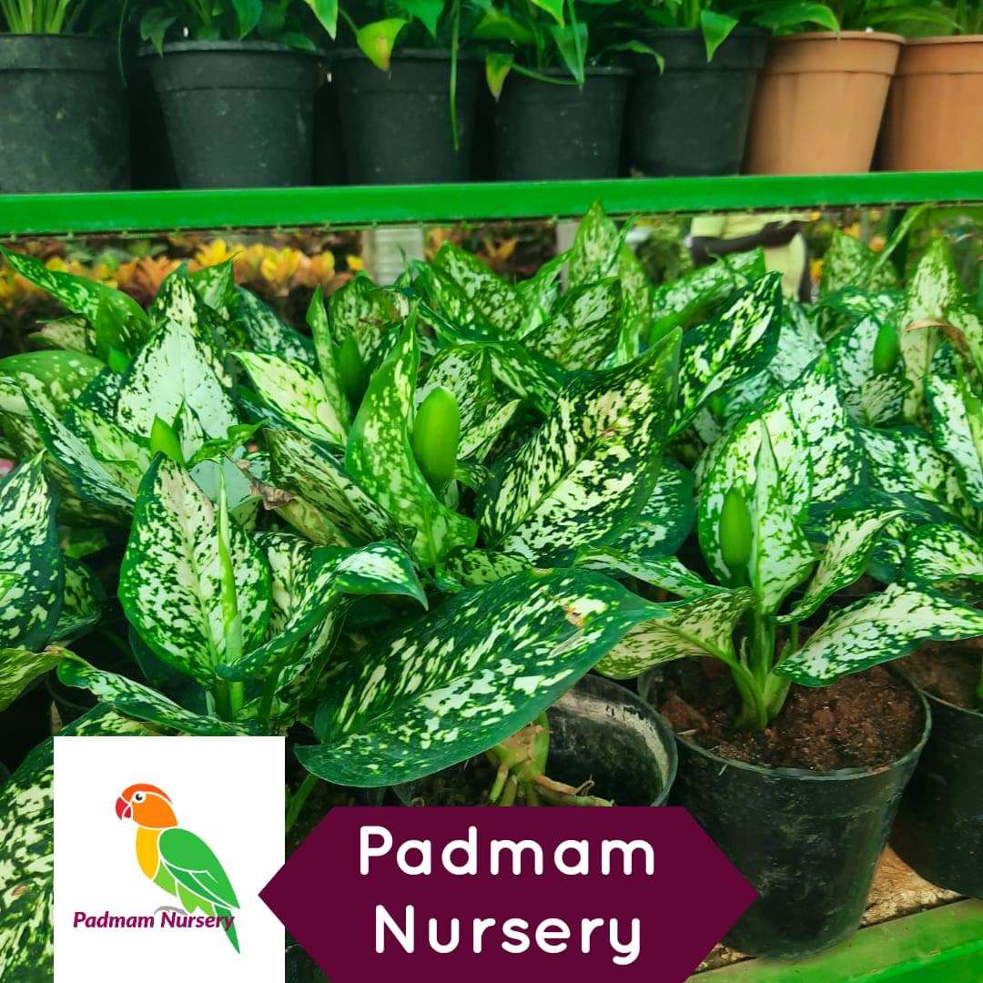 Aglaonema Green (Chinese Evergreen) Plant.