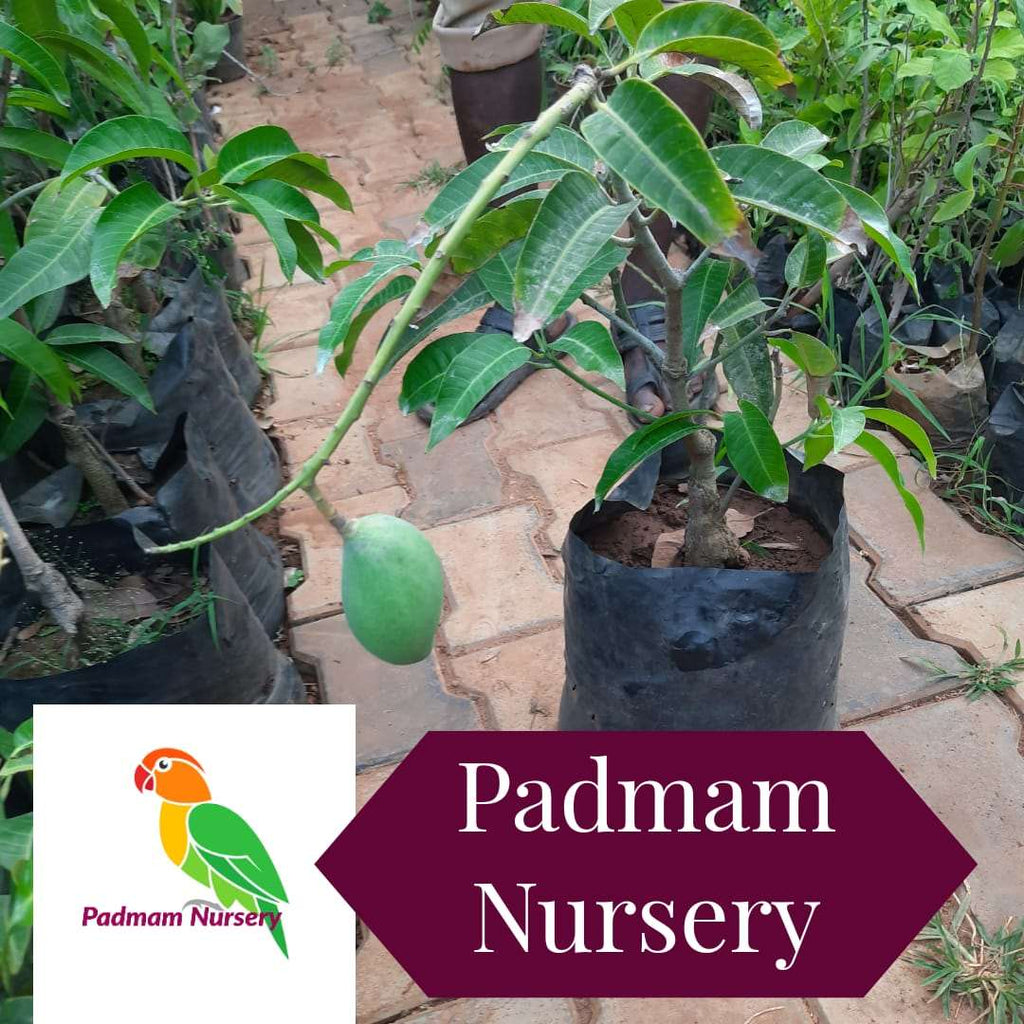 Grafted Thailand Mango Plant.